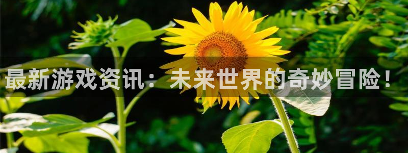 杜邦娱乐app下载|下载地址